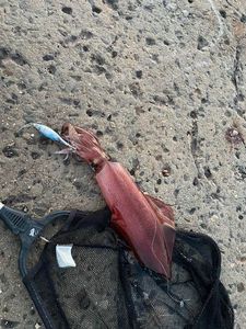 European Squid