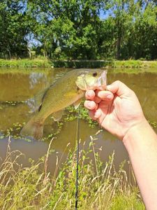 Largemouth Bass