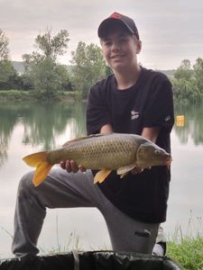 Common Carp