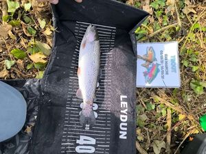 Rainbow Trout