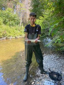 Brown Trout