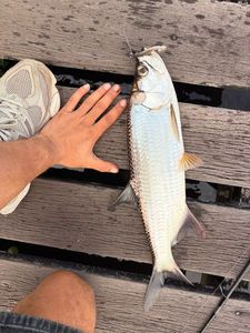 Tarpon