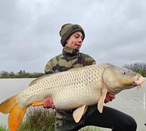 Common Carp