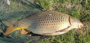 Common Carp