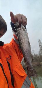 Rainbow Trout