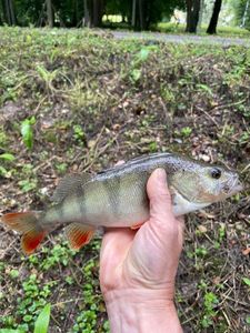 European Perch