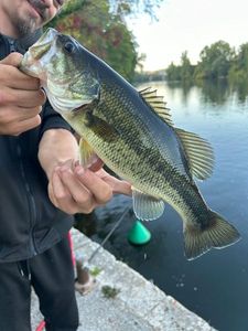Largemouth Bass