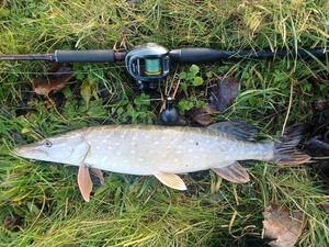 Northern Pike