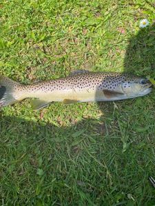 Brown Trout