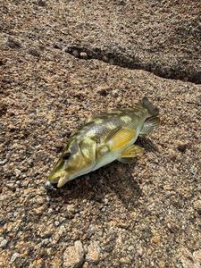 Ballan Wrasse