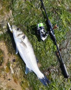 European Bass (Seabass)