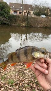 European Perch