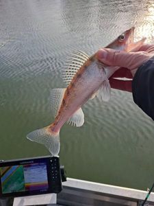 Zander