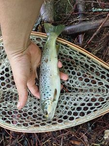 Brown Trout