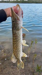 Northern Pike