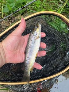 Brown Trout
