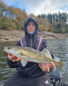 Zander