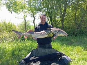 Starry Sturgeon
