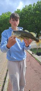 Largemouth Bass