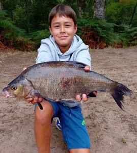 Common Bream