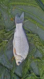 Crucian Carp