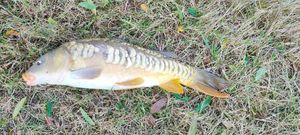 Mirror Carp