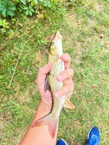 Barbel