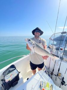 European Bass (Seabass)