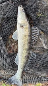 Zander