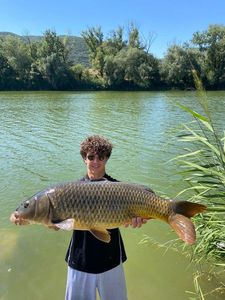 Common Carp