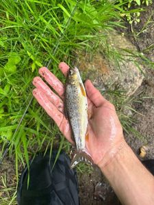 Brown Trout