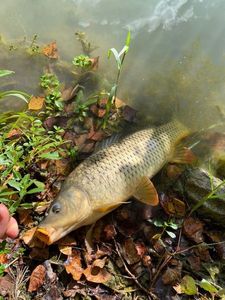 Common Carp