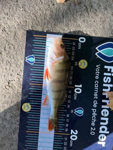 European Perch
