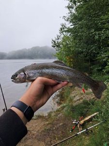 Rainbow Trout