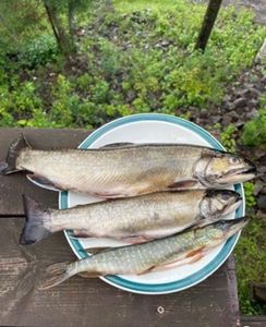 Brook Trout