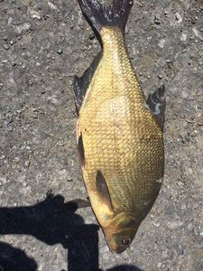 Common Bream