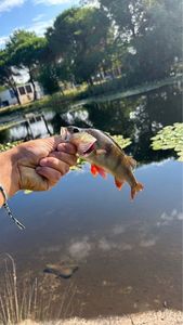 European Perch
