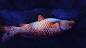 Koï Fish