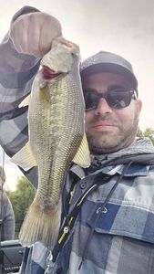 Largemouth Bass