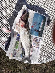 Thicklip Grey Mullet