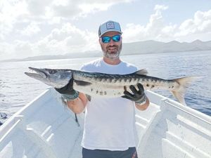 Great Barracuda