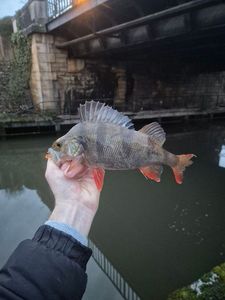 European Perch