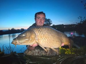 Common Carp