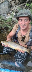 Brown Trout