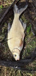 Common Bream