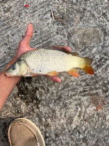 Common Carp