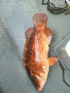 Ballan Wrasse