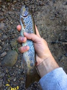 Brown Trout