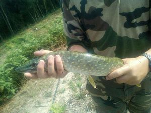 Northern Pike