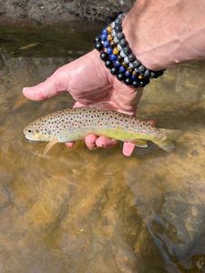 Brown Trout